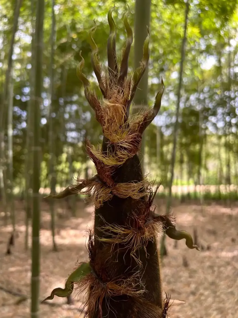 Foresta di Bambù 2
